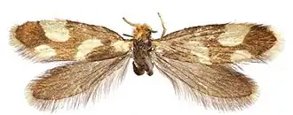 Description de l'image Epimartyria pardella.JPG.