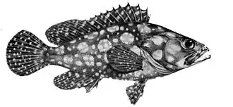 Description de l'image Epinephelus ongus.jpg.