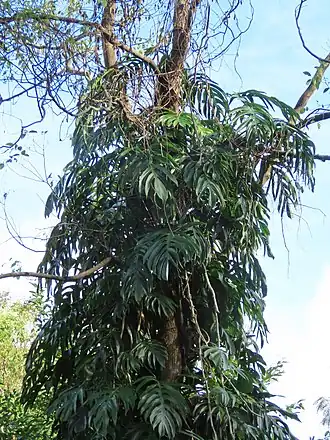 Description de cette image, également commentée ci-après