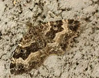 Description de cette image, également commentée ci-après