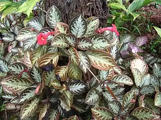 Description de cette image, également commentée ci-après