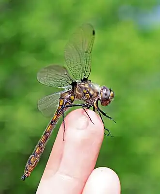 Description de cette image, également commentée ci-après