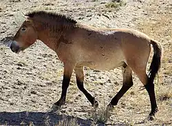 Cheval de Przewalski