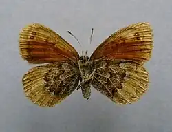 Erebia cassioides  face inférieure ♀