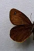 Erebia pluto  face inférieure