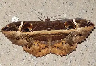 Description de cette image, également commentée ci-après