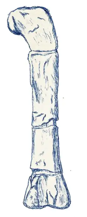 Description de l'image Erectopus.jpg.