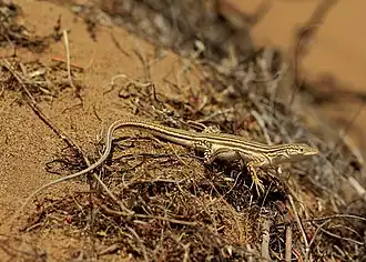 Description de l'image Eremias fasciata.jpeg.