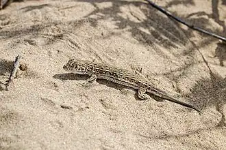 Description de l'image Eremias intermedia.jpg.