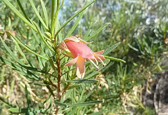 Description de l'image Eremophila latrobei 4.jpg.