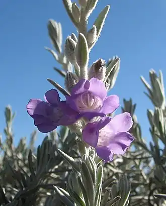 Description de l'image Eremophila nivea.jpg.