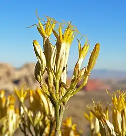 photo de quelques fleurs en gros plan