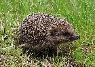 Un petit animal piquant dans l'herbe tend son museau pointu.