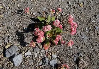 Description de l'image Eriogonum pyrolifolium.jpg.