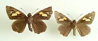 Description de l'image Erionota thrax.jpg.