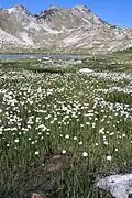 Eriophorum scheuchzeridans les Pyrénées