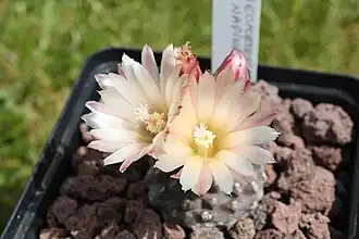 Description de l'image Eriosyce napina.JPG.