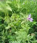 Erodium ciconium