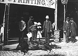 Cheval abattu par les autorités pour suspicion de morve