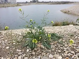 Description de cette image, également commentée ci-après
