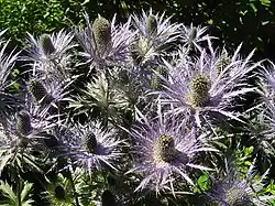 Eryngium alpinum L. (Regina delle alpi)