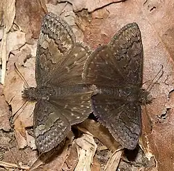Erynnis brizo