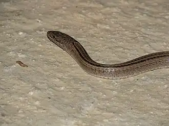 Description de l'image Erythrolamprus triscalis.jpg.