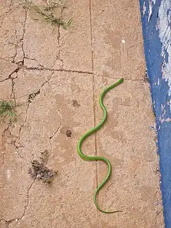 Description de l'image Erythrolamprus viridis prasinus 260029954.jpeg.