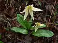 Erythronium oregonum