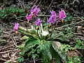 Erythronium sajanense