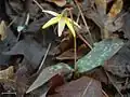 Erythronium umbilicatum