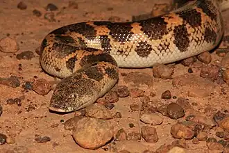 Description de l'image Eryx muelleri.jpg.