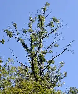 Arbre avec de nombreuses branches dépourvues de feuillage