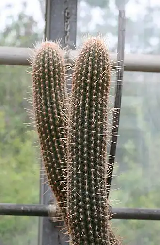 Description de l'image Espostoa lanianuligera 01.jpg.