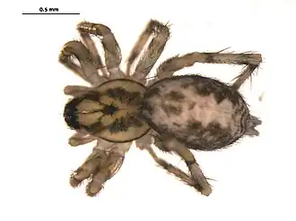 Description de l'image Ethobuella tuonops 1.jpg.