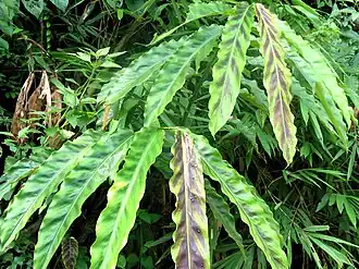 Description de l'image Etlingera rubrostriata.JPG.