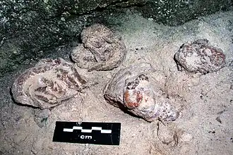 Coprolithes subactuels de blaireau, grotte des Étrons, La Roque-Sainte-Marguerite, Aveyron, France.