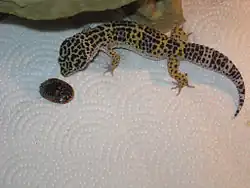 Un lézard tacheté de noir, vu de dessus, se penche sur un insecte noir.