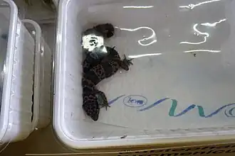 Description de l'image Eublepharis turcmenicus.JPG.