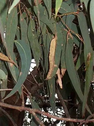 Description de l'image Eucalyptus longifolia Batemans Bay.jpg.