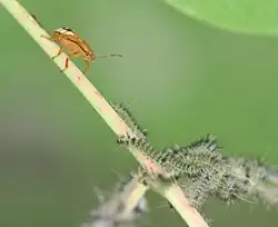 Attaque d'un pentatomidé.