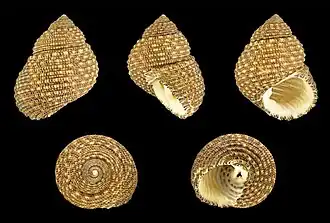 Euchelus atratus, un Seguenzioidea.