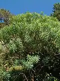 Une euphorbe arborescente.