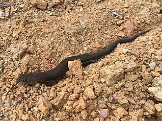 Description de l'image Eugongylus rufescens.jpg.