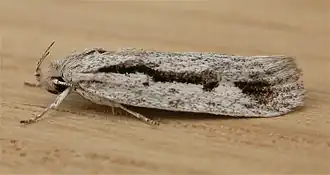 Description de l'image Eulechria encratodes.jpg.