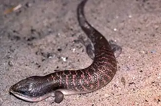 Description de l'image Eumeces algeriensis.jpeg.