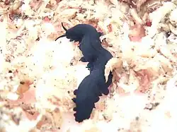 Euperipatoides rowelli