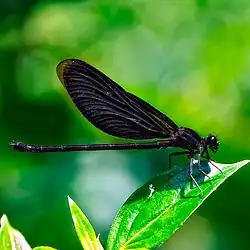 Euphaea masoni femelle