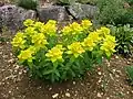 Les feuilles élevées de Euphorbia epithymoides sont jaune brillant.