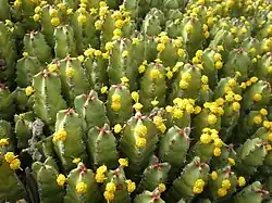 Euphorbia resinifera